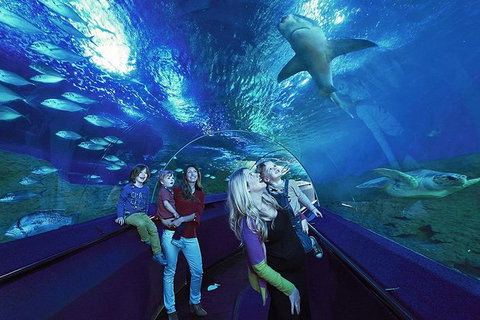 Dive With Sharks At AQWA - Holiday Cairns 14