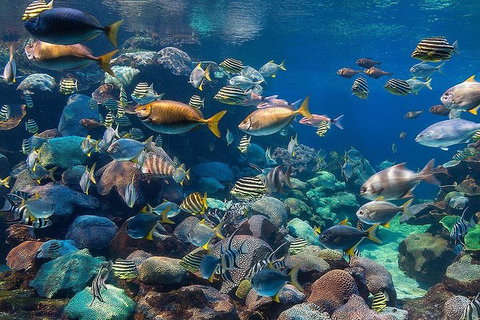 Dive With Sharks At AQWA - Holiday Cairns 8