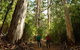 Half-Day Pemberton National Parks Beach And Forest Eco Adventure - thumb 1