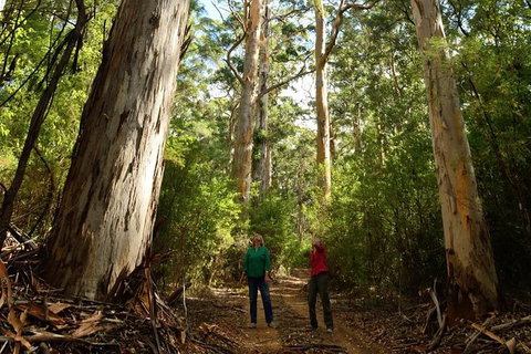 Half-Day Pemberton National Parks Beach And Forest Eco Adventure - Holiday Cairns 1