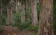 Half-Day Pemberton National Parks Beach And Forest Eco Adventure - thumb 4