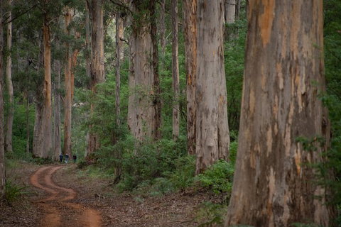 Half-Day Pemberton National Parks Beach And Forest Eco Adventure - Holiday Cairns 4