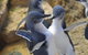 Penguin Island Tour - thumb 0