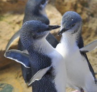 Penguin Island Tour - Holiday Cairns