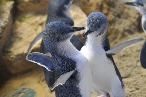 Penguin Island Tour - Holiday Cairns 0