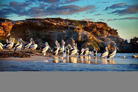 Penguin Island Tour - Holiday Cairns 1