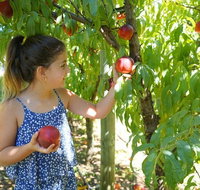 Summer Fruits Festival - Holiday Cairns