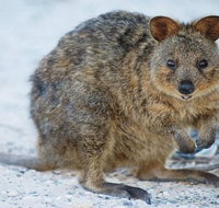 Rottnest Island Bike Snorkel  Ferry Package from Perth - Holiday Cairns