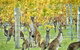 Three Day Charter Margaret River Region (Perth Travelers) - thumb 12