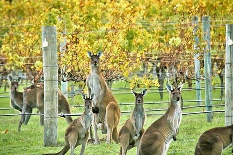 Three Day Charter Margaret River Region (Perth Travelers) - Holiday Cairns 12