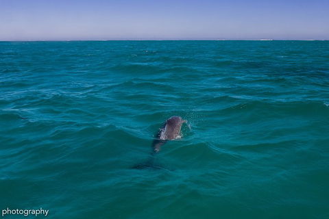 Ningaloo Immersion Private Charter - Holiday Cairns 1