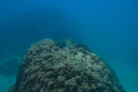 Ningaloo Immersion Private Charter - Holiday Cairns 4