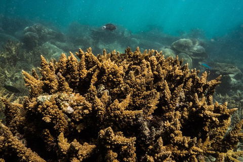 Ningaloo Immersion Private Charter - Holiday Cairns 6