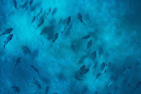 Ningaloo Immersion Private Charter - Holiday Cairns 2