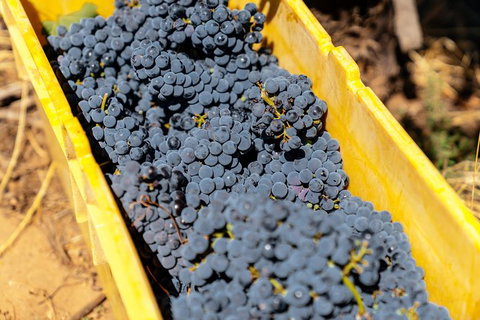 The Beautiful Swan Valley Private Day Trip: Vineyard Tour & Wine - Holiday Cairns 7