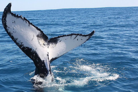 Guided Whale Watching Boat Tour At Kalbarri - Holiday Cairns 7
