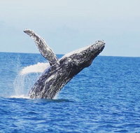 Guided Whale Watching Boat Tour at Kalbarri - Holiday Cairns