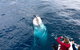 Guided Whale Watching Boat Tour At Kalbarri - thumb 2