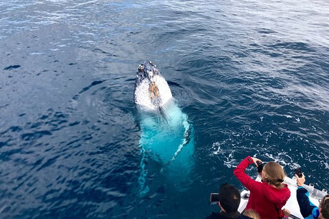 Guided Whale Watching Boat Tour At Kalbarri - Holiday Cairns 2
