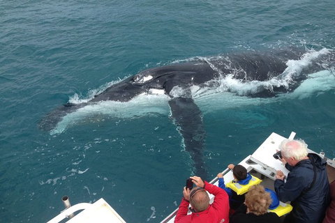 Guided Whale Watching Boat Tour At Kalbarri - Holiday Cairns 1