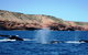 Guided Whale Watching Boat Tour At Kalbarri - thumb 5