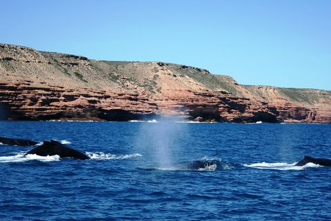 Guided Whale Watching Boat Tour At Kalbarri - Holiday Cairns 5