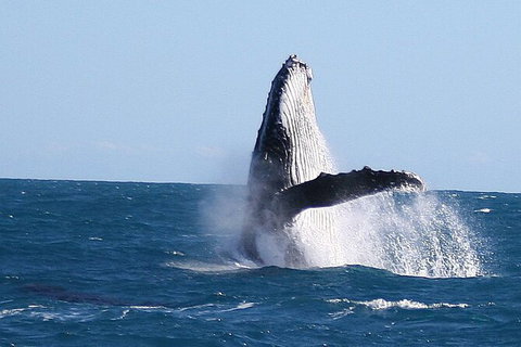 Guided Whale Watching Boat Tour At Kalbarri - Holiday Cairns 6