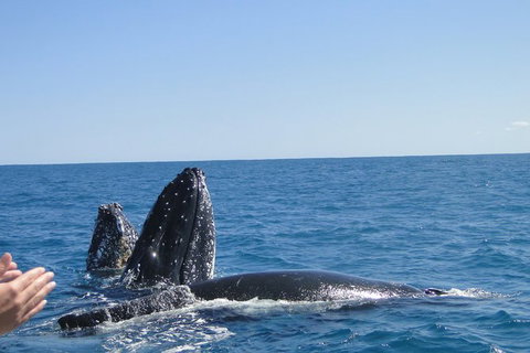 Guided Whale Watching Boat Tour At Kalbarri - Holiday Cairns 4