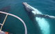 Guided Whale Watching Boat Tour At Kalbarri - thumb 3