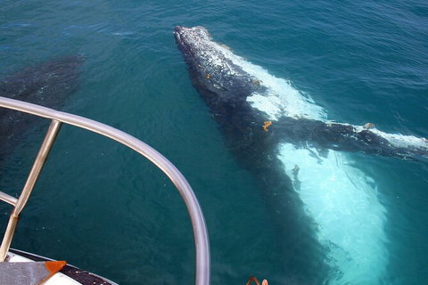 Guided Whale Watching Boat Tour At Kalbarri - Holiday Cairns 3