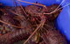 Rock Lobster Pot Pull Tour In Kalbarri - thumb 4