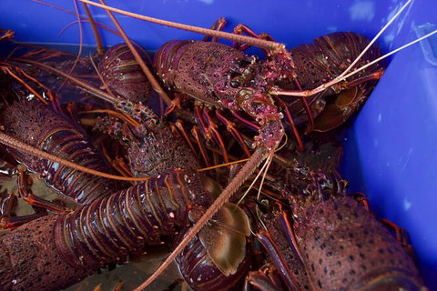 Rock Lobster Pot Pull Tour In Kalbarri - Holiday Cairns 4