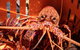 Rock Lobster Pot Pull Tour In Kalbarri - thumb 3