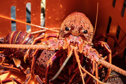 Rock Lobster Pot Pull Tour In Kalbarri - Holiday Cairns 3