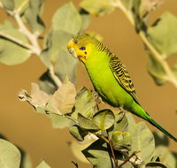 Private Guided Birdwatching Tour in Pilbara - Holiday Cairns