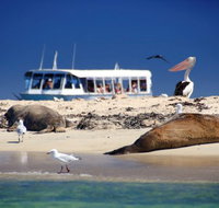 Dolphin Penguin and Sea Lion Cruise - Holiday Cairns