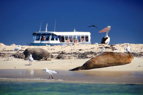 Dolphin, Penguin And Sea Lion Cruise - Holiday Cairns 0