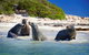 Dolphin, Penguin And Sea Lion Cruise - thumb 1