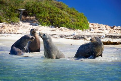 Dolphin, Penguin And Sea Lion Cruise - Holiday Cairns 1