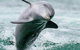 Dolphin, Penguin And Sea Lion Cruise - thumb 3