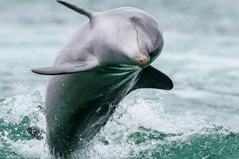 Dolphin, Penguin And Sea Lion Cruise - Holiday Cairns 3