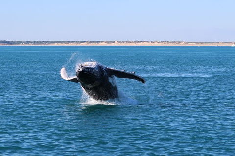 AOC Broome Whale Watching - Holiday Cairns 3