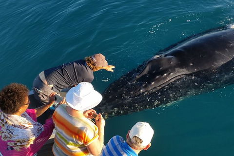 AOC Broome Whale Watching - Holiday Cairns 0