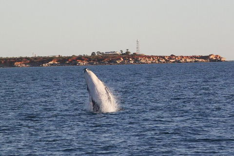 AOC Broome Whale Watching - Holiday Cairns 2