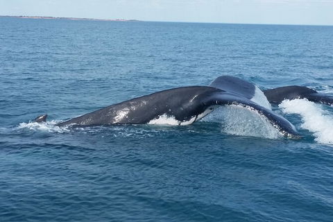 AOC Broome Whale Watching - Holiday Cairns 1