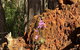Toodyay Discovery Sunset Dinner In The Paddock Stargazing Tour - thumb 3