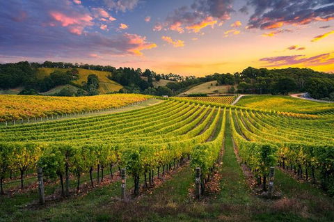 Swan Valley Sunset Wine Tour - Premium Small Group Tour - Holiday Cairns 0