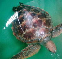 Australian Seabird Rescue - Holiday Cairns