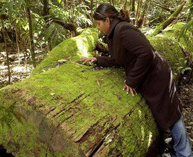 Attunga NSW Holiday Cairns