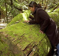 Washpool National Park - Washpool Walk - Holiday Cairns
